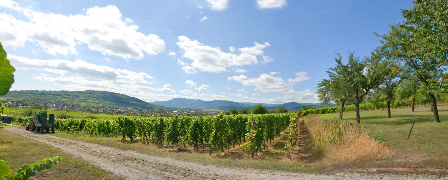 Le vignoble Baron Kirmann