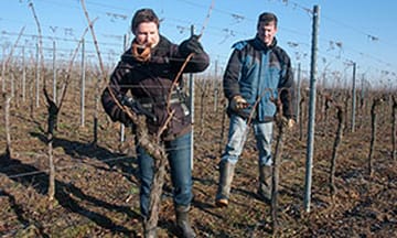 Travail de la vigne en hiver et au printemps