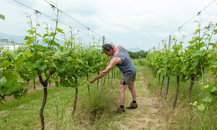 Travail de la vigne au printemps et en été par M. Kirmann